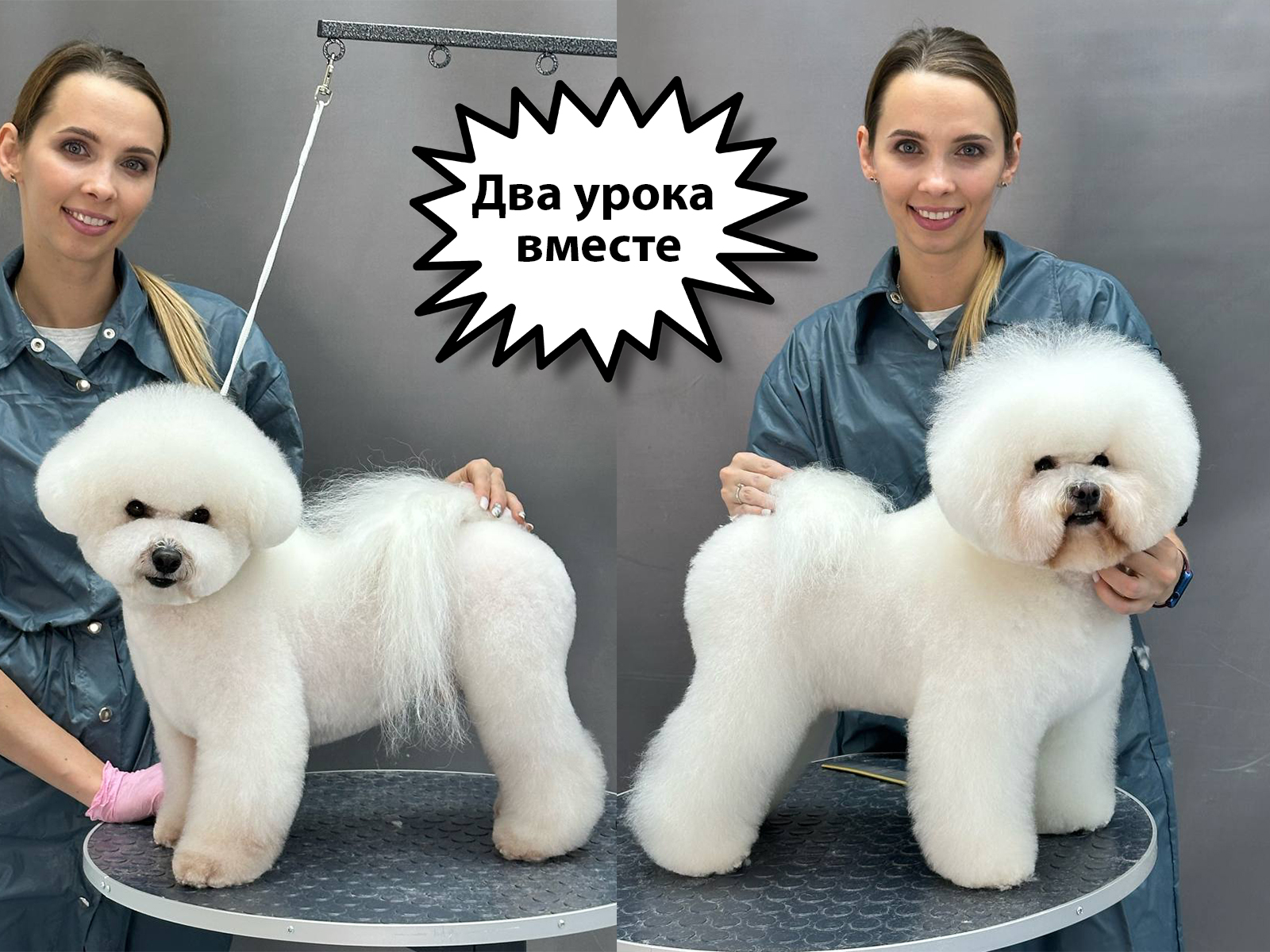 Онлайн-курс «Породный + салонный груминг бишона, 2 урока»